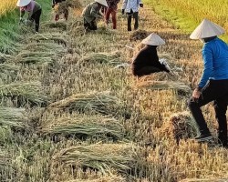Hình ảnh lao động giúp thu hoạch lúa