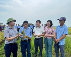 Sản xuất lúa theo tiêu chuẩn hữu cơ liên kết với doanh nghiệp, hướng đi đúng đắn của ngành nông nghiệp Hà Tĩnh