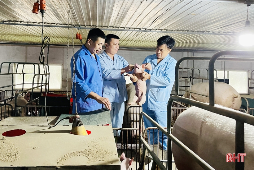 Giám đốc Công ty CP Chăn nuôi Mitraco Hồ Sỹ Duy Thảo (ngoài cùng bên phải) kiểm tra chất lượng con giống tại trang trại.