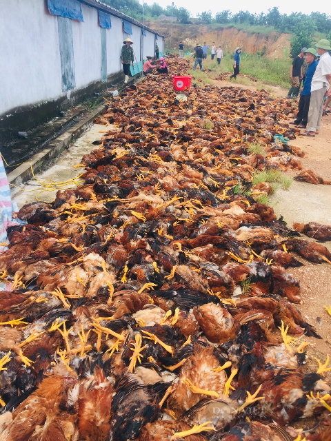 Sự cố xảy ra tại trang trại chăn nuôi gà của ông Nguyễn Huy Phố, trú tại xã Thượng Lộc, huyện Can Lộc