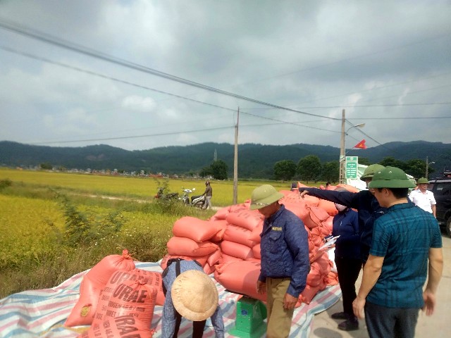 Hình ảnh thu mua lúa cho người dân